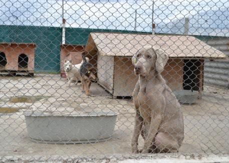 10 câini adoptaţi săptămâna trecută de la Adăpostul Grivei